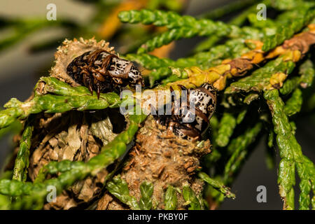 Evergreen Bagworms distruggendo il mio alberi ornamentali (Thyridopteryx ephemeraeformis) Foto Stock