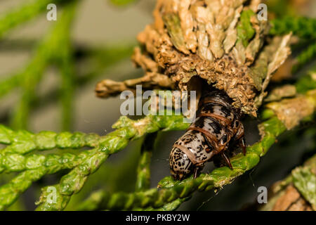 Evergreen Bagworms distruggendo il mio alberi ornamentali (Thyridopteryx ephemeraeformis) Foto Stock