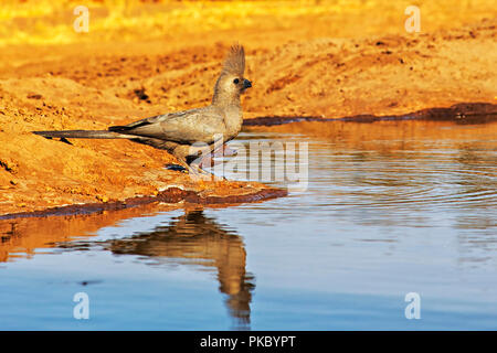 Go-Away grigio-Bird (Corythaixoides concolor); Botswana Foto Stock