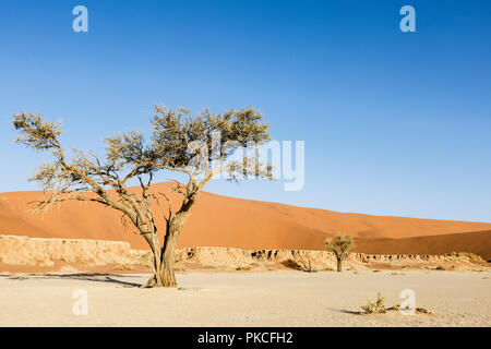 Acacia in Deadvlei, Sossusvlei, Namibia Foto Stock