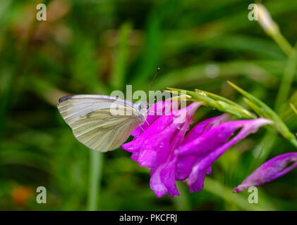Verde-bianco venato (Sarcococca napi) sul fiore di Marsh gladiolus (Gladiolus palustris) Königsbrunner Heide, Augsburg, Svevia Foto Stock
