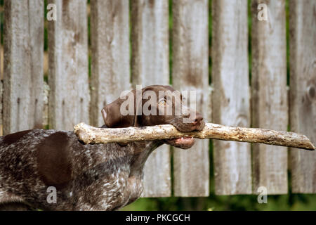 Il tedesco shorthaired puntatore, tedesco kurtshaar uno macchiato il cucciolo, foto del corpo animale in profilo, il cane è in esecuzione con un grosso bastone nel suo denti, Foto Stock