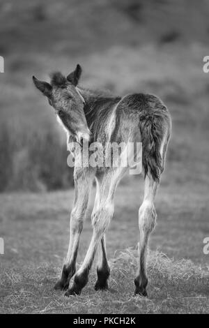 Giovane e bella wild moorland pony, Bodmin Moor, Cornwall Foto Stock