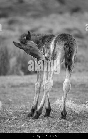 Giovani fragili Wild Moorland Pony Foto Stock