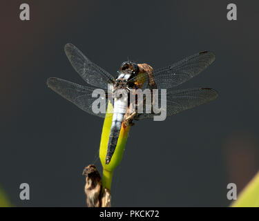 Dragonfly sul fogliame. Bokeh sfondo. Dragonfly immagine. Ritratto. Immagine. Libellula insetto. Foto Stock