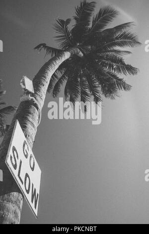 Andare lento segno su Palm Tree in Caye Caulker Belize Foto Stock