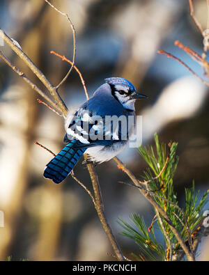 Blue Jay bird nella stagione invernale arroccato con aghi di abete la visualizzazione dello sfondo blu piume piumaggio, ali, coda, occhio, becco nel suo ambiente. Foto Stock