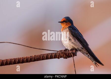 Pacific Swallow su una barra di acciaio pesce persico guardando la telecamera prestare attenzione Foto Stock