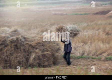 Dopo aver raccolto le produrre agricoltore lasciate che il riso asciutto e poi una pila di balle di paglia per migliorare il terreno usando ,a splendere il sole al giorno. Questa foto contengono così Foto Stock