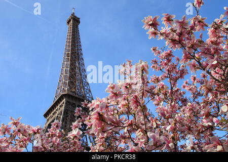 Torre Eiffel in primavera. Parigi. La Francia. La Magnolia Foto Stock