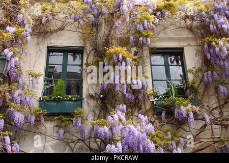 Bellissima facciata parigina con la fioritura del glicine Foto Stock