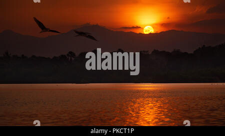 RUFOUS NITTICORA nel tramonto tramonto riflesso sull'acqua, fotografia di notte Foto Stock