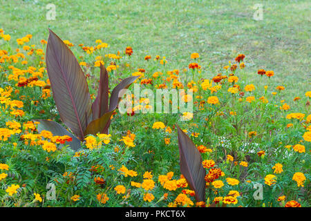 Luminose bellissime flowerses sullo sfondo dell'erba verde in giardino Foto Stock