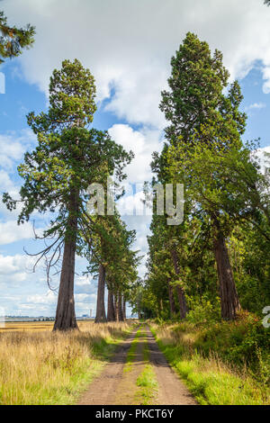 Un viale di Giant Redwoods vicino a Dunmore Village Airth Scozia. Foto Stock