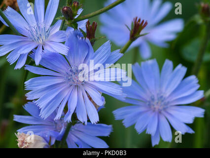 Blu-fiori lilla cicoria di close-up di cinque pezzi, campo di piante in serata luce oscura, fogliame verde scuro su sfondo Foto Stock