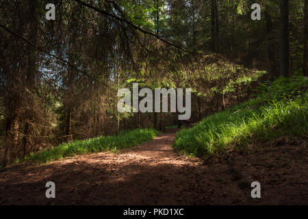 La luce del sole attraverso gli alberi nel bosco su un sentiero di bosco in un sentiero di bosco nella campagna inglese Foto Stock
