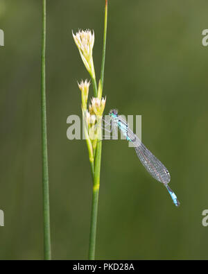 Blu maschio-tailed Damselfly regolate su un pettine e visto di profilo Foto Stock