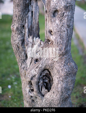 Dettaglio del tronco di un albero di olivo in Cres, Croazia Foto Stock