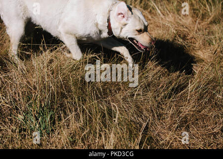 Un Golden Labrador cane che corre attraverso il lungo erba gialla in estate. Foto Stock