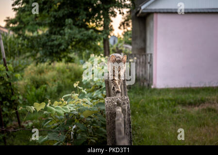 Agriturismo a piedi cat attentamente su una stretta recinzione di legno Foto Stock