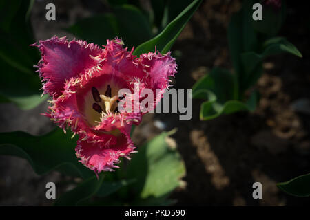 Paesi bassi,Lisse,l'Europa, una chiusura di un fiore Foto Stock