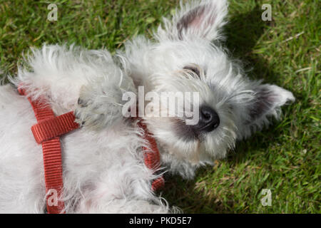 West Highland White Terrier, comunemente noto come un Westie. Stare sdraiato sulla schiena in erba con un cavo rosso. Foto Stock