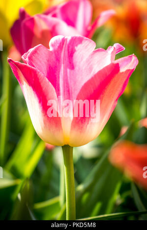 Paesi bassi,Lisse,l'Europa, close-UP DI ROSA TULIP Foto Stock