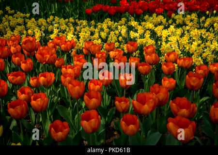 Paesi bassi,Lisse,l'Europa, un mazzetto di arance seduto sulla cima di un fiore Foto Stock