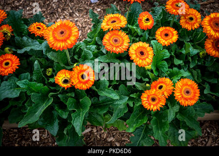 Paesi bassi,Lisse,l'Europa, ad alto angolo di visione di Orange PIANTE DA FIORE Foto Stock