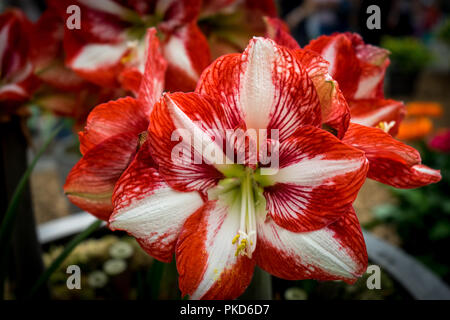 Paesi bassi,Lisse,l'Europa, close-up di Red Rose fiore Foto Stock