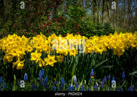 Paesi bassi,Lisse,l'Europa, close-up di giallo di piante fiorite nel campo Foto Stock