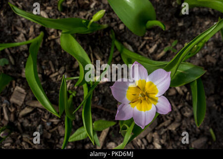 Paesi bassi,Lisse,l'Europa, ad alto angolo di visione del viola CROCUS FIORI SUL CAMPO Foto Stock