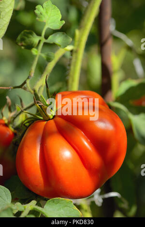 Pomodori rossi sulla coltivazione della vite in giardino Foto Stock