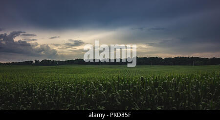 Cielo drammatico dopo una tempesta di pioggia in un bel verde cornfield su una serata estiva, LaPorte, Indiana Foto Stock