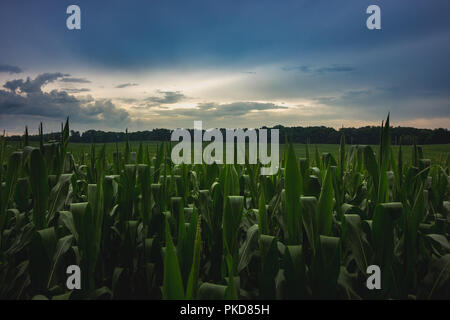 Cielo drammatico dopo una tempesta di pioggia in un bel verde cornfield su una serata estiva, LaPorte, Indiana Foto Stock