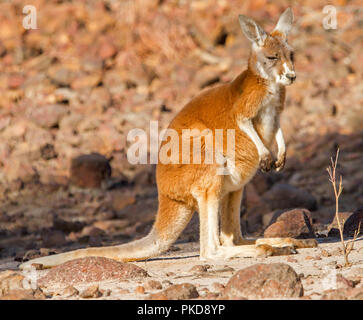 Giovani canguro rosso, Macropus rufus,con vivaci pelliccia rosso su rosso sterile anima dell'outback australiano durante la siccità in zone golenali Culgoa National Park, QLD Foto Stock