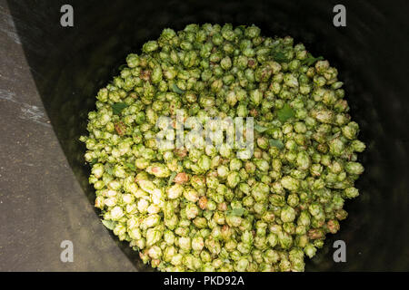 Il luppolo, fiori di luppolo raccolti per la birra rendendo, Limburgo, Paesi Bassi. Foto Stock