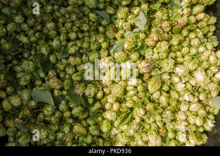 Il luppolo, fiori di luppolo raccolti per la birra rendendo, Limburgo, Paesi Bassi. Foto Stock