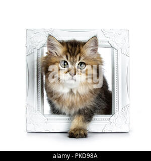 Fluffy British Longhair Cat gattino in piedi / a piedi attraverso un white photo frame guardando dritto al lens isolati su sfondo bianco Foto Stock