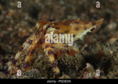 Anello blu polpi (Hapalochlaena lunulata). La foto è stata scattata nello stretto di Lembeh, Indonesia Foto Stock