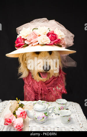Golden Doodle cane nel concetto di varie immagini compresa Dress-up per il tè del pomeriggio e altro ancora. Foto Stock