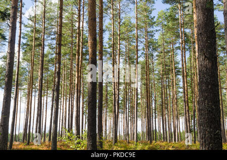 Luminosa e bella foresta di alberi di pino con alti tronchi di alberi Foto Stock