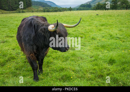 Con rivestimento nero Highland scozzesi mucca, Scottish Highland bovini, Ben Nevis, Highlands scozzesi, Scotland, Regno Unito Foto Stock