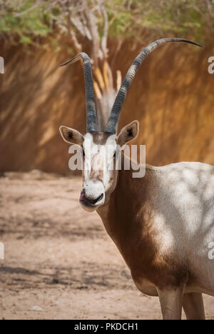 Scimitar Oryx un animale protetto in habitat naturali Foto Stock