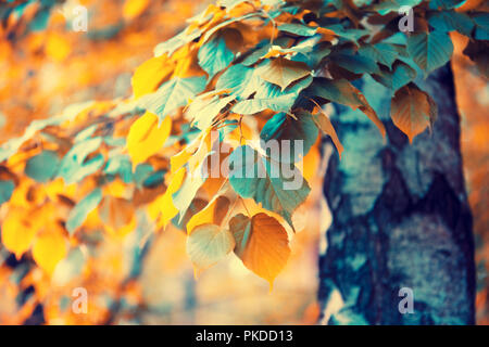 Boschetto di betulle in autunno. La Betulla rami con foglie colorate, naturale autunno sfondo. Messa a fuoco selettiva Foto Stock