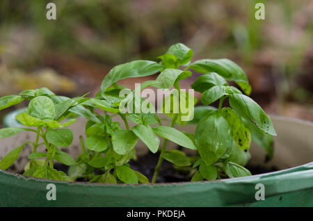 Erba di basilico, pianta e Ocimum basilicum, grande Basilio o Saint-Joseph's-wort piantati nella pentola. Foto Stock