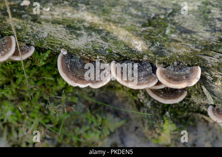 Bianco-rot fungus, Trametes versicolor sul tronco di albero. Paesi Bassi Foto Stock
