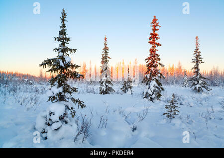 Incantevole paesaggio invernale con coperta di neve alberi Foto Stock