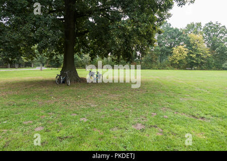 Due biciclette parcheggiate sotto una vecchia quercia in un parco. Paesi Bassi. Foto Stock