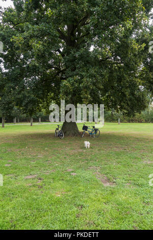 Due biciclette parcheggiate sotto una vecchia quercia in un parco. Paesi Bassi. Foto Stock